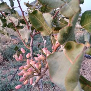 persische-pistazien-online-bestellen