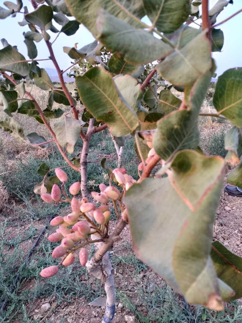 persische-pistazien-online-bestellen