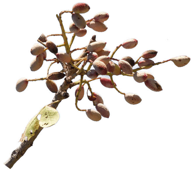 gesunde-frische-pistazien-aus-persien-kaufen