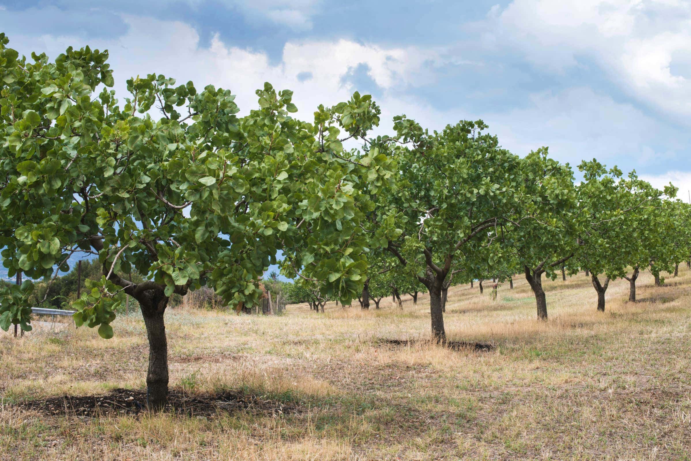 pistazien-aus-persien-bestellen